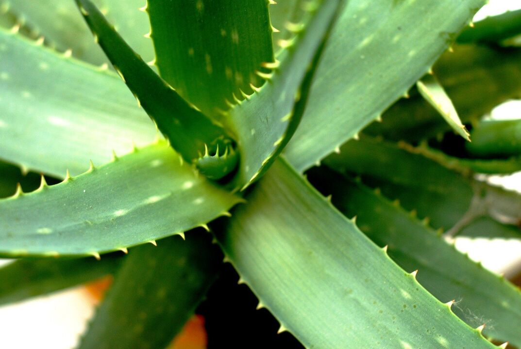 aloe para la potencia masculina