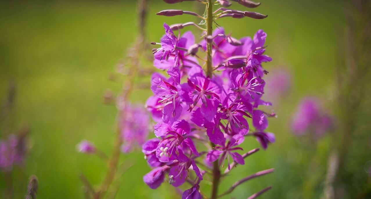 fireweed para la salud de los hombres